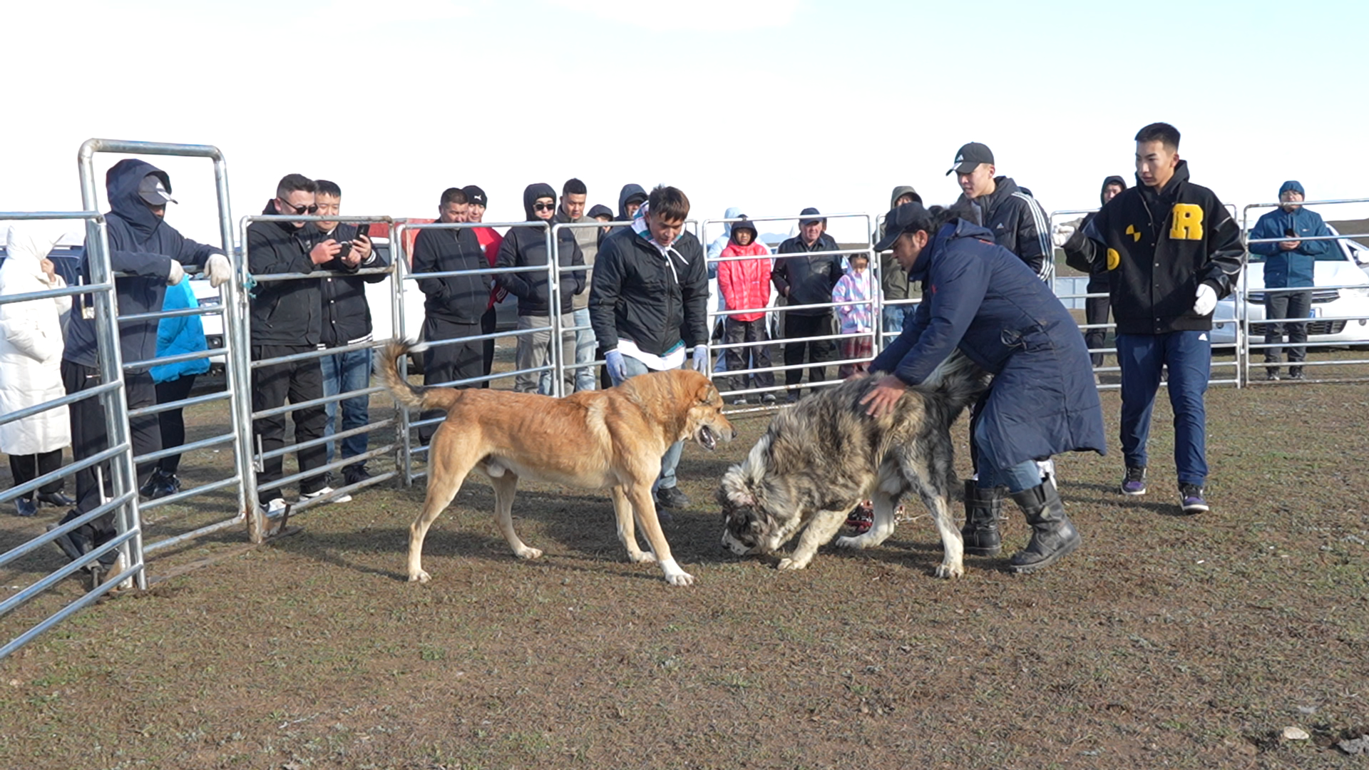 牧羊犬技能大赛上牧羊犬展现敏捷的身手天，展开力量与反应的较量。2